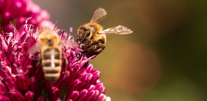 biodiversité nature